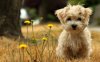 cute_puppy_hd_widescreen_wallpapers_1920x1200.jpeg