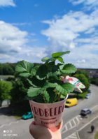 IMG_20230512_131848.jpg