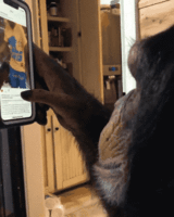 anigif_sub-buzz-8172-1556201209-1.gif