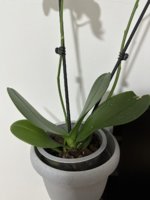 Orhidea2.jpg