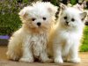 Kittens+&+Puppies+11_05_ccnan.jpg