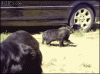 InEDm.gif