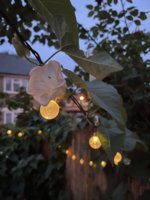 IMG_8142.jpeg