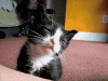 tumblr_mc02okU8Pf1rir4jgo1_500.gif