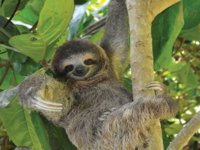 sloth-tree-branch.jpg