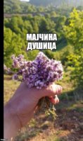 мајчина-душица-.jpg