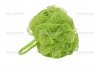 depositphotos_5911086-Green-Shower-Body-Sponge.jpg