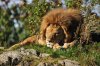 aslan_having_a_nap___by_sindreahn-d5icugi.jpg