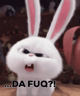 bunny-confused.gif