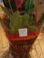 IMG_20231109_105959.jpg