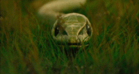 67d528afcec611ea9182daa9b4552c2d.gif