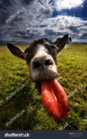 stock-photo-goat-with-big-red-tongue-111741464.jpg