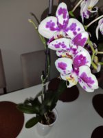 IMG_20240307_182908.jpg