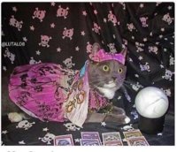 what-the-current-time-is-and-get-it-spot-on-above-a-photo-of-a-cat-dressed-as-a-fortune-teller.jpeg