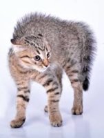 images (2).jpeg