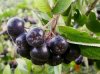 Aronia fruit.jpg
