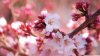 cherry_blossom_buds-wallpaper-2400x1350.jpg