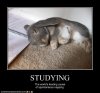 studying.jpg