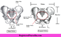 mfpelvis-social-768x474.png