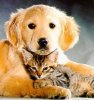 cat_and_dog2_Funny_cats_and_dogs_pics-s351x372-49223-580.jpg