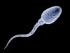spermatosoid.jpg