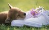 cute-puppy-sleeping-on-shoes-wide.jpg