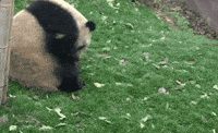 200w.gif