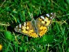 butterfly-green-grass.jpg