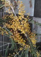 IMG_20250302_102947.jpg