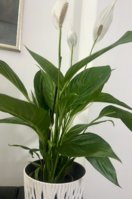 IMG_3135.jpeg