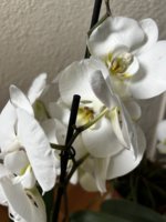 IMG_5713.jpeg