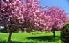 spring-blooming-trees.jpg