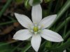 white-flower-5-744123.jpg