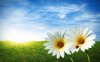 17735-desktop-wallpapers-spring-comes.jpg