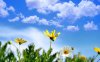 Spring-wallpapers-HD-desktop-background-free-flowers.jpg