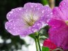 Water droplets on flowers 003.jpg