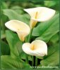 pacific callas grower variety white.jpg