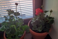 20250428_121841.jpg