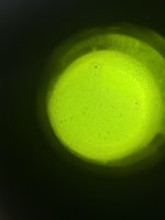 IMG_1775.jpeg