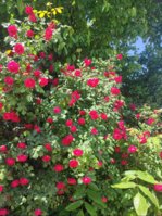 IMG_20250518_113008.jpg