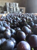 IMG_3728.jpeg
