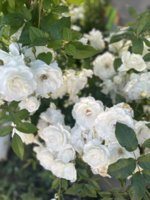 IMG_3481.jpeg