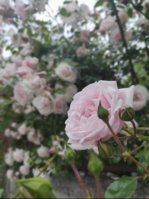 IMG_20250604_071318.jpg