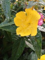 IMG_20250611_184112.jpg