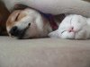 tumblr_mjluj7eF3q1qf4k86o1_500.jpg