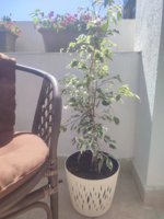 IMG_20250629_095442.jpg