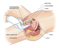 gspot-600x485.png