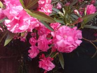 IMG_20250711_070702.jpg