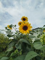 IMG_20250806_134018.jpg