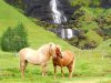 horses-field-waterfall-South-Iceland.jpg